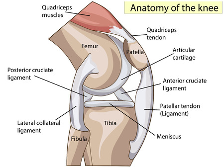 Are Your Shoes Causing Your Knee Pain - Knee Anatomy