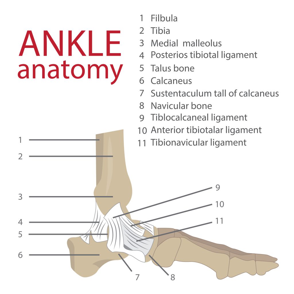 The Ankle Anatomy