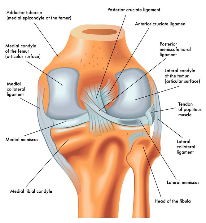 Leaving a Knee Meniscus Untreated - Knee Anatomy
